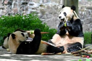 重启熊猫外交王毅称中美关系向好，中国宣布将送一对大熊猫赴美开展为期10年交流合作