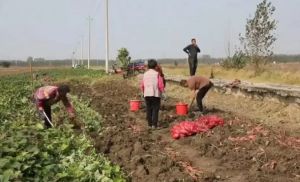 为了那难以恢复的农耕地却依旧要恢复并且拍照留痕，无奈只能花10万元去请挖机翻地，请人插番薯造假 ...