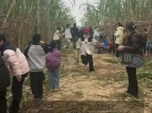 别让偷的乐趣沦为失范的借口，开心农场偷甘蔗别假戏真做有约束的快乐胜过无底线的狂欢 ...